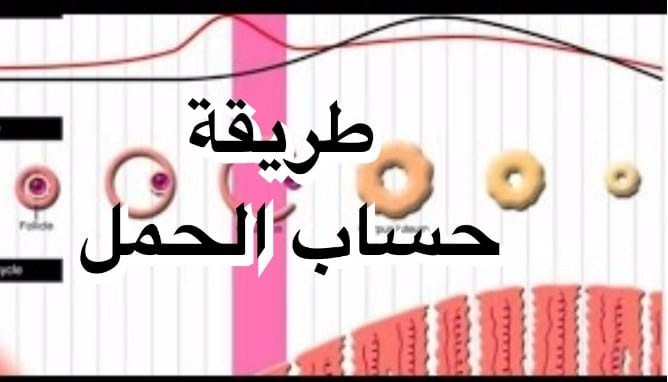 حاسبة الحمل بالاسابيع